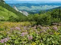 Kwiaty alpejskie z Tatr kwitną na zboczu, tworząc barwny dywan. W tle widać zielone doliny i góry.
