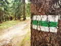 Zielony szlak na drzewie zapowiada trudność szlaków górskich. Leśna ścieżka wzywa do wędrówki.
