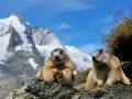 Dwa świstaki na tle najwyższego szczytu Austrii, Grossglockner.