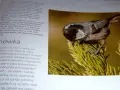 Sosnówka, jeden z gatunków ptaków w Tatrach, siedzi na gałęzi sosny.