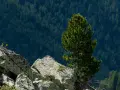 Limba, wysoka i smukła, wyrasta z kamienistego zbocza, otoczona gęstym lasem iglastym.