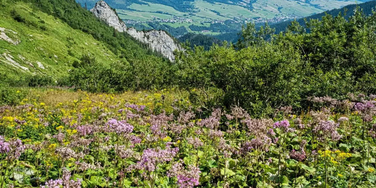 Kwiaty alpejskie z Tatr kwitną na zboczu, tworząc barwny dywan. W tle widać zielone doliny i góry.