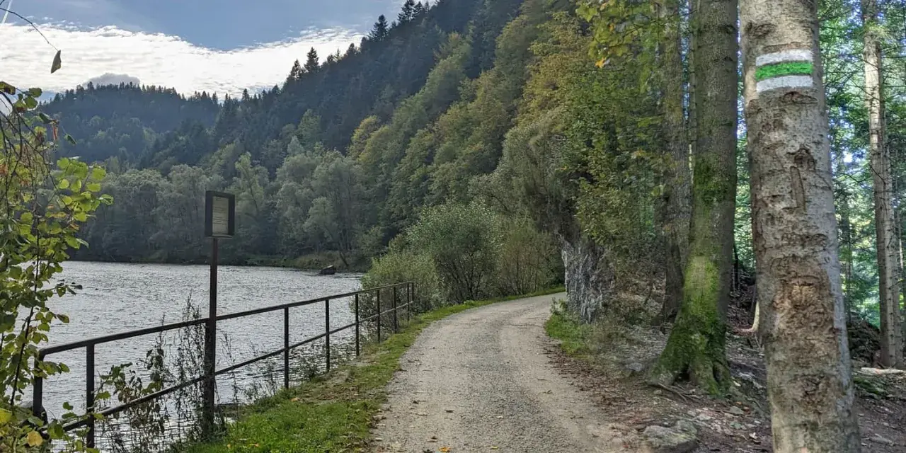 Droga w lesie, obok Dunajca, prowadzi do **Sokolicy szlak z Krościenka**. Zielony szlak turystyczny na drzewie.
