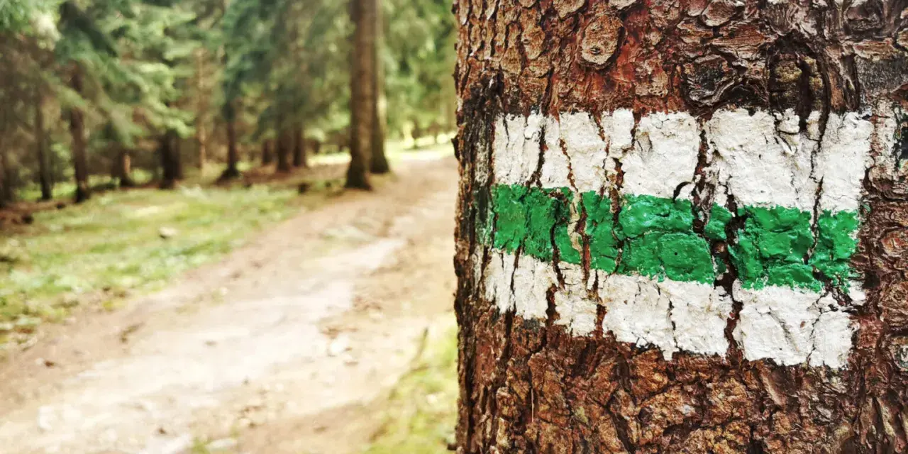 Zielony szlak na drzewie zapowiada trudność szlaków górskich. Leśna ścieżka wzywa do wędrówki.