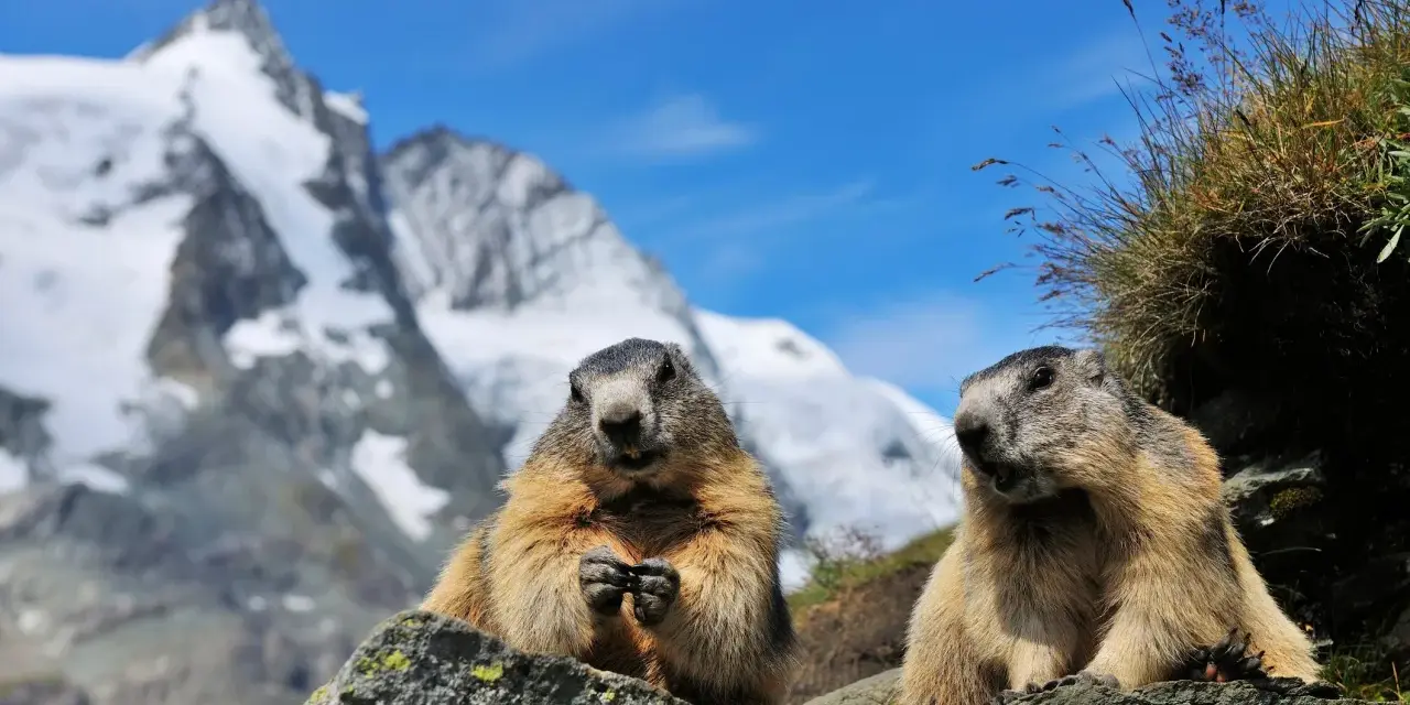 Dwa świstaki na tle najwyższego szczytu Austrii, Grossglockner.