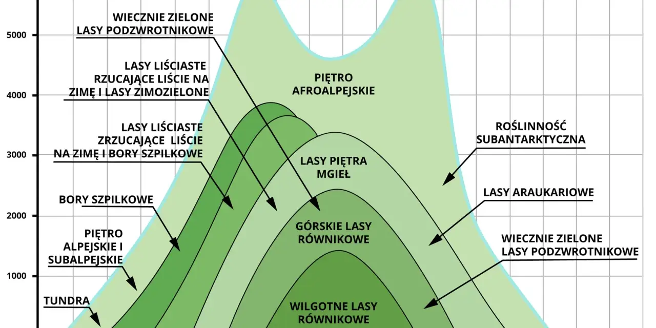 Schemat przedstawia piętra roślinności w górach, od tundry po wiecznie zielone lasy podzwrotnikowe, zależne od szerokości geograficznej i wysokości.