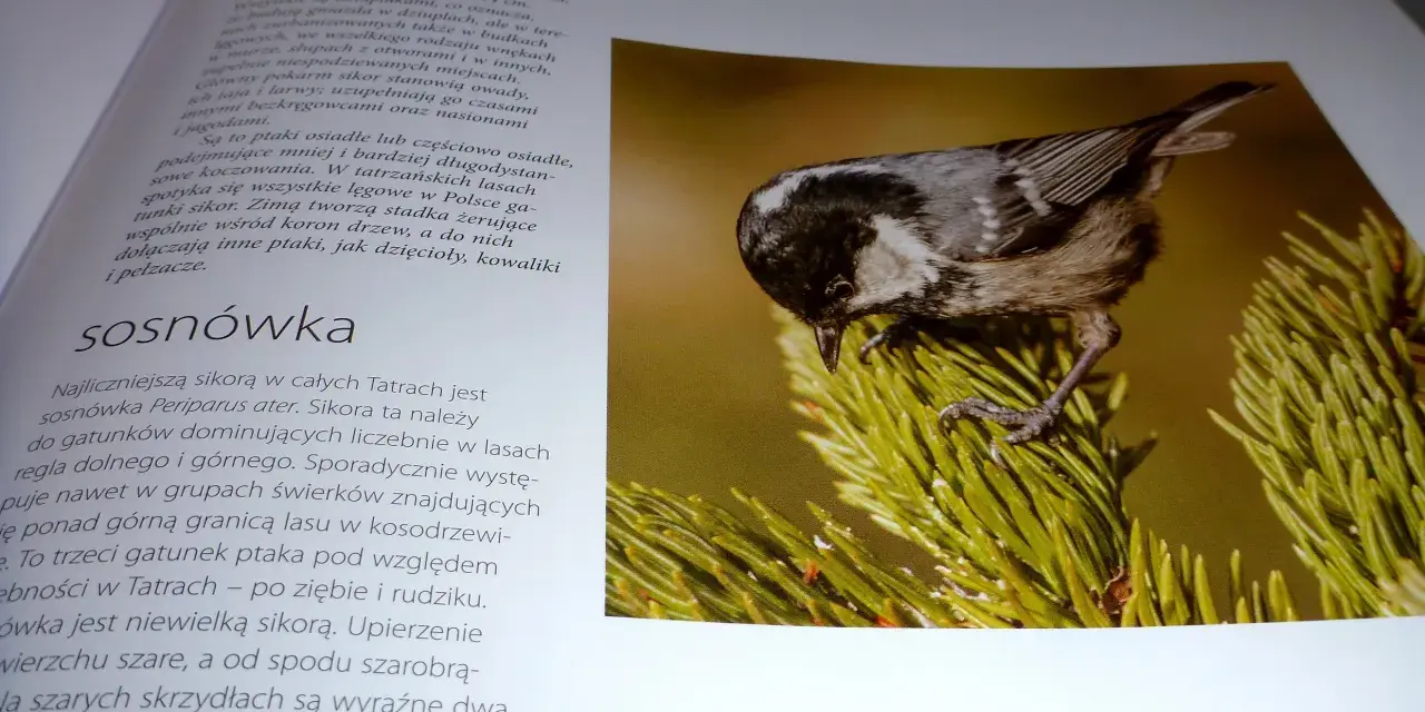 Sosnówka, jeden z gatunków ptaków w Tatrach, siedzi na gałęzi sosny.