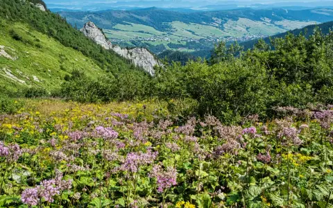 Kwiaty alpejskie z Tatr kwitną na zboczu, tworząc barwny dywan. W tle widać zielone doliny i góry.