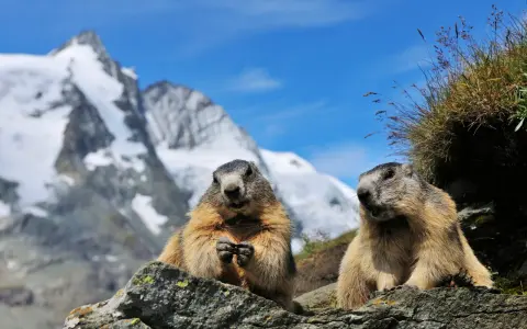 Dwa świstaki na tle najwyższego szczytu Austrii, Grossglockner.