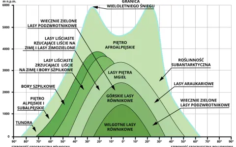 Schemat przedstawia piętra roślinności w górach, od tundry po wiecznie zielone lasy podzwrotnikowe, zależne od szerokości geograficznej i wysokości.
