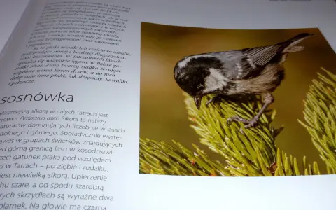 Sosnówka, jeden z gatunków ptaków w Tatrach, siedzi na gałęzi sosny.