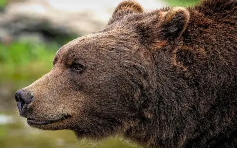 Portret niedźwiedzia brunatnego, jednego z mieszkańców Tatr. Jego gęste futro lśni w słońcu.