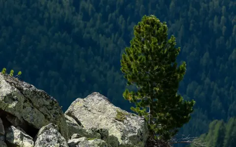 Limba, wysoka i smukła, wyrasta z kamienistego zbocza, otoczona gęstym lasem iglastym.