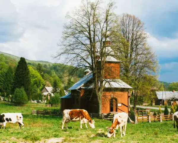 Krowy pasące się na łące w malowniczych miejscowościach Beskidu Niskiego, obok drewnianej cerkwi i domów.