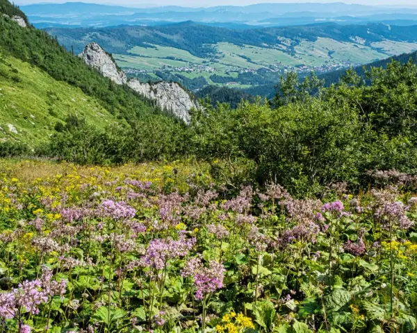 Kwiaty alpejskie z Tatr kwitną na zboczu, tworząc barwny dywan. W tle widać zielone doliny i góry.