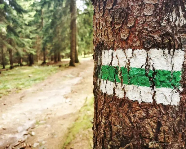 Zielony szlak na drzewie zapowiada trudność szlaków górskich. Leśna ścieżka wzywa do wędrówki.