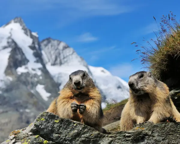 Dwa świstaki na tle najwyższego szczytu Austrii, Grossglockner.