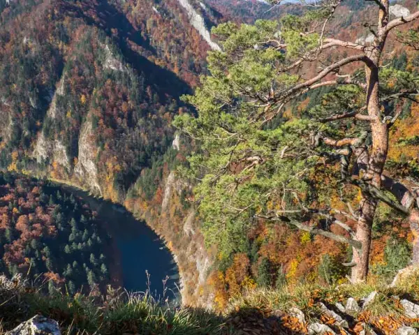 Widok z punktu sokolica ile się idzie. Jesienne barwy lasów otaczają meandrującą rzekę.