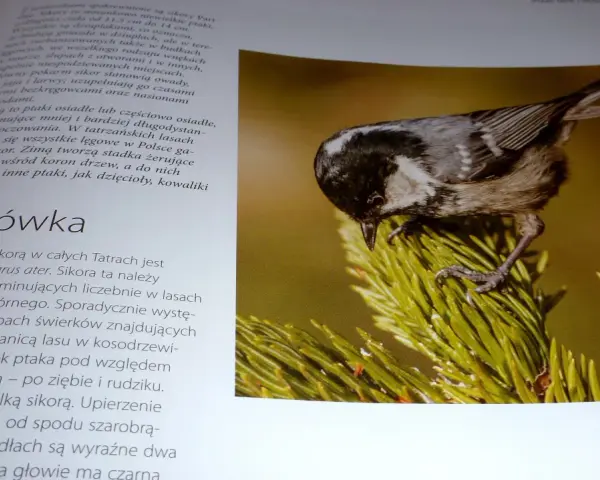 Sosnówka, jeden z gatunków ptaków w Tatrach, siedzi na gałęzi sosny.