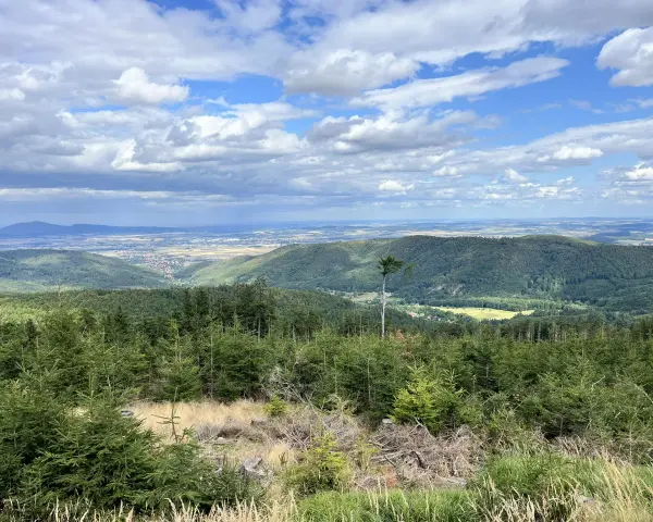 Widok na zielone wzgórza i doliny w parku krajobrazowym Gór Sowich. Na pierwszym planie młode drzewka iglaste, w tle rozległa panorama z chmurami na niebie.