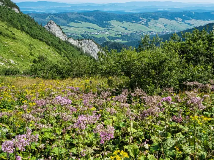 Kwiaty alpejskie z Tatr kwitną na zboczu, tworząc barwny dywan. W tle widać zielone doliny i góry.