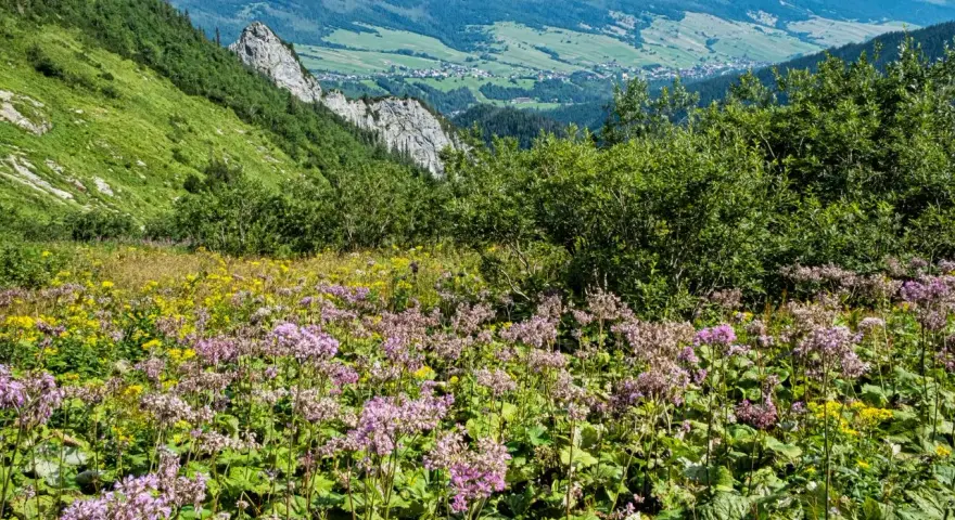 Kwiaty alpejskie z Tatr kwitną na zboczu, tworząc barwny dywan. W tle widać zielone doliny i góry.