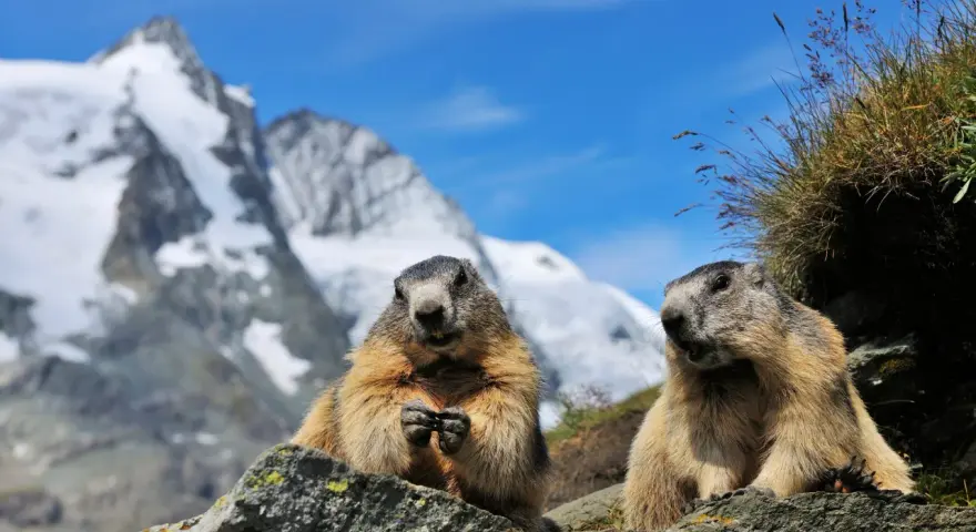 Dwa świstaki na tle najwyższego szczytu Austrii, Grossglockner.