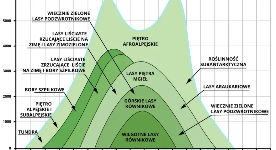 Schemat przedstawia piętra roślinności w górach, od tundry po wiecznie zielone lasy podzwrotnikowe, zależne od szerokości geograficznej i wysokości.