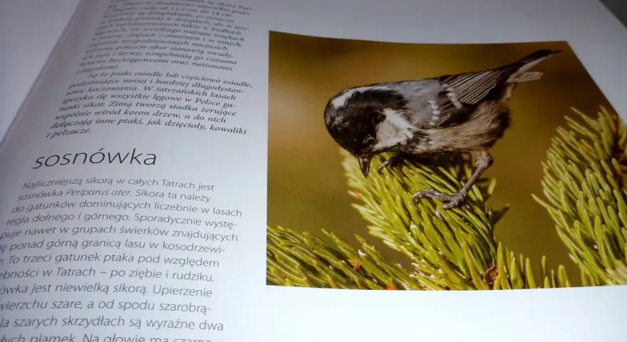Sosnówka, jeden z gatunków ptaków w Tatrach, siedzi na gałęzi sosny.