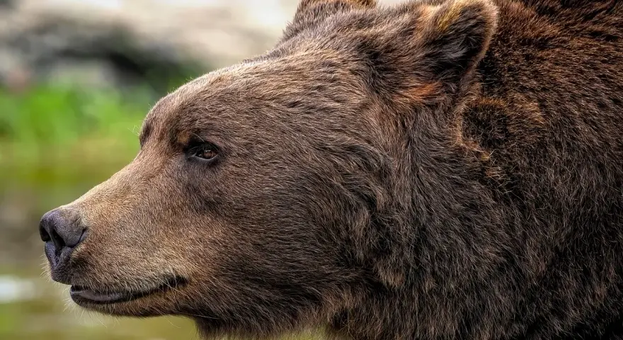 Portret niedźwiedzia brunatnego, jednego z mieszkańców Tatr. Jego gęste futro lśni w słońcu.