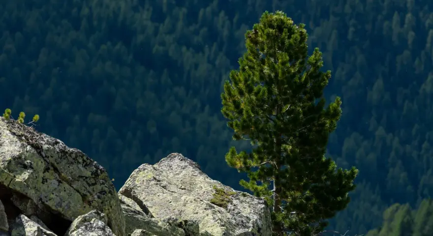 Limba, wysoka i smukła, wyrasta z kamienistego zbocza, otoczona gęstym lasem iglastym.