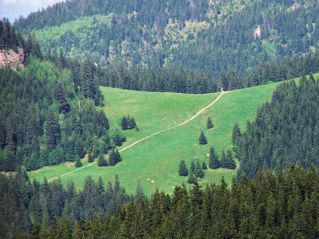 Wąska, kręta droga nad reglami przecina zieloną polanę otoczoną gęstym lasem świerkowym.
