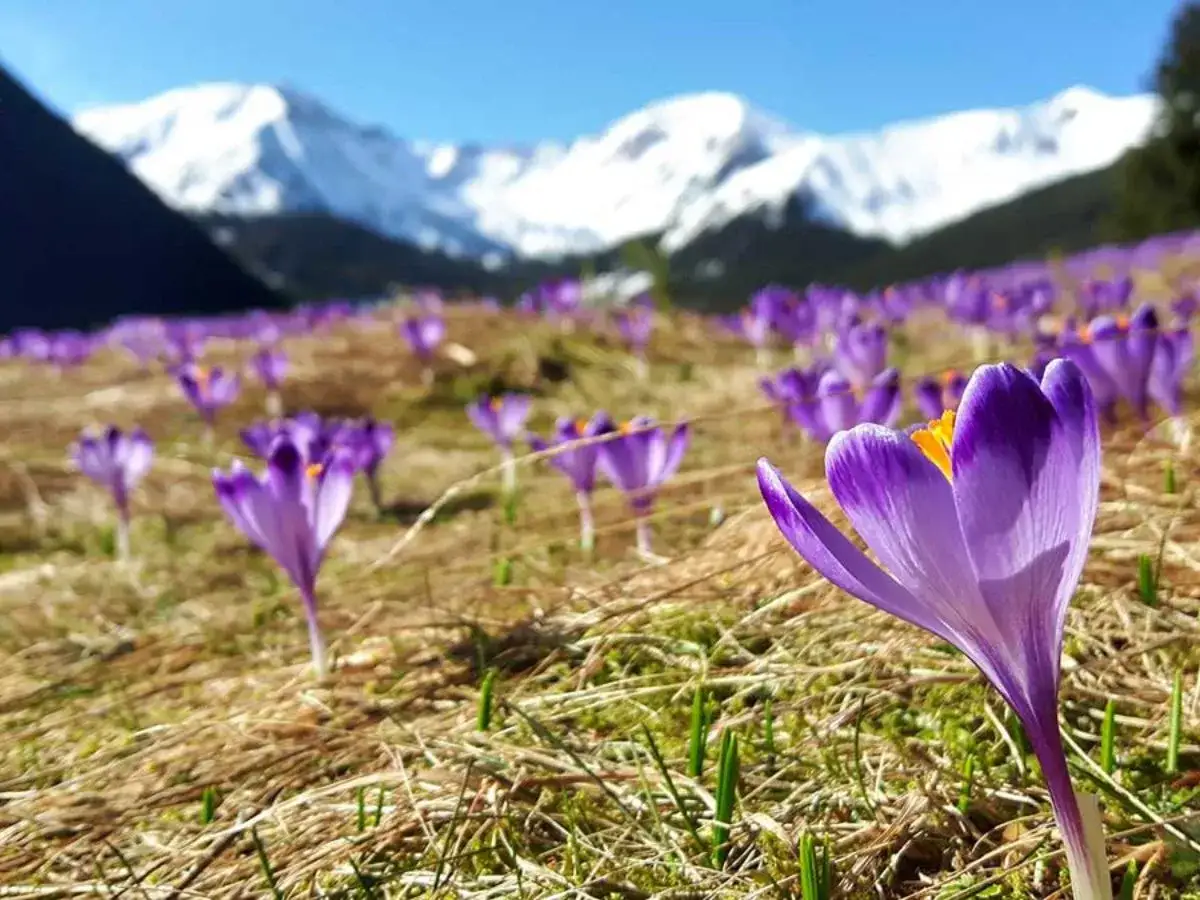 Fioletowe krokusy, czyli alpejskie byliny z Tatr, kwitną na tle ośnieżonych szczytów.
