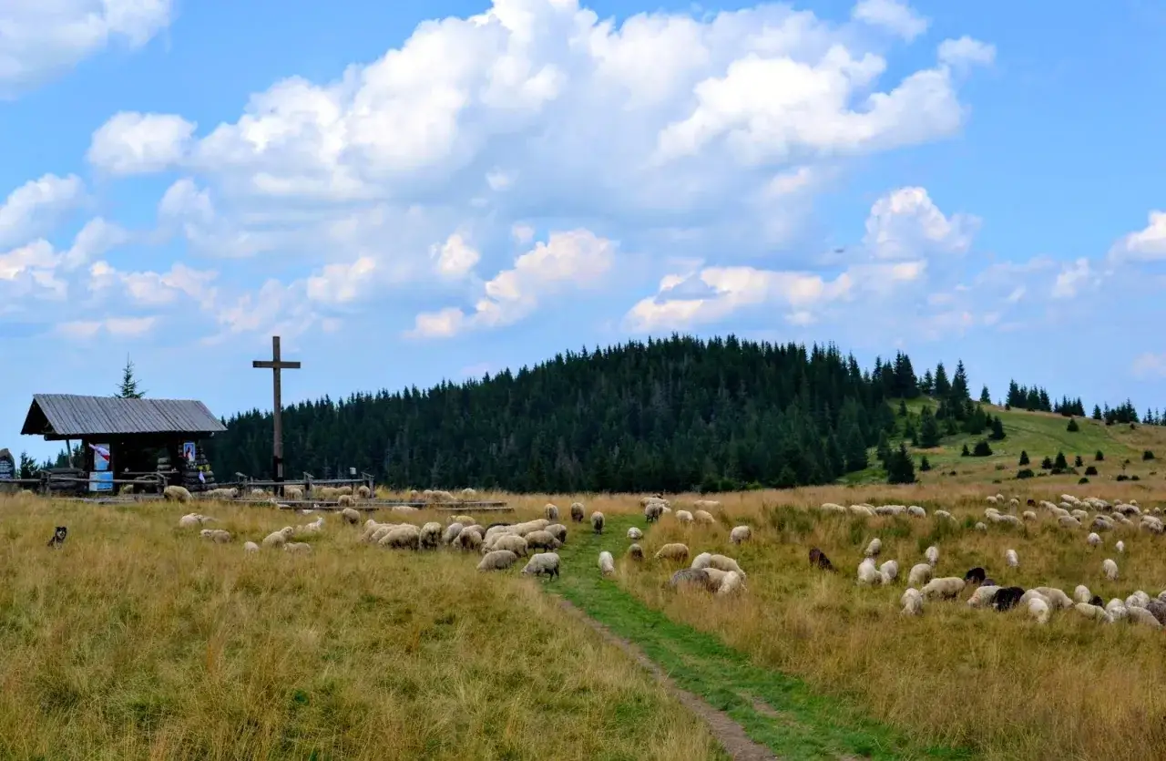 Stado owiec na łące pod lasem, obok drewnianej kapliczki i krzyża. Widok na Maciejową w Starych Wierchach.