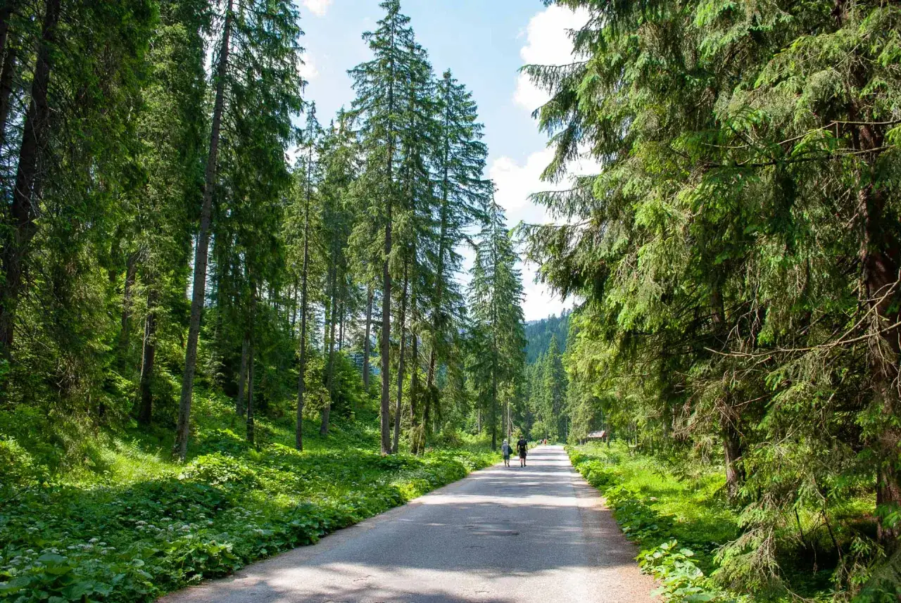 Spacer po lesie w Dolinie Chochołowskiej. Dwie osoby idą asfaltową drogą otoczoną wysokimi świerkami.