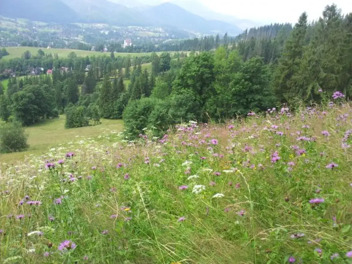 Kwiatowe hale w Tatrach, z widokiem na dolinę i lasy.