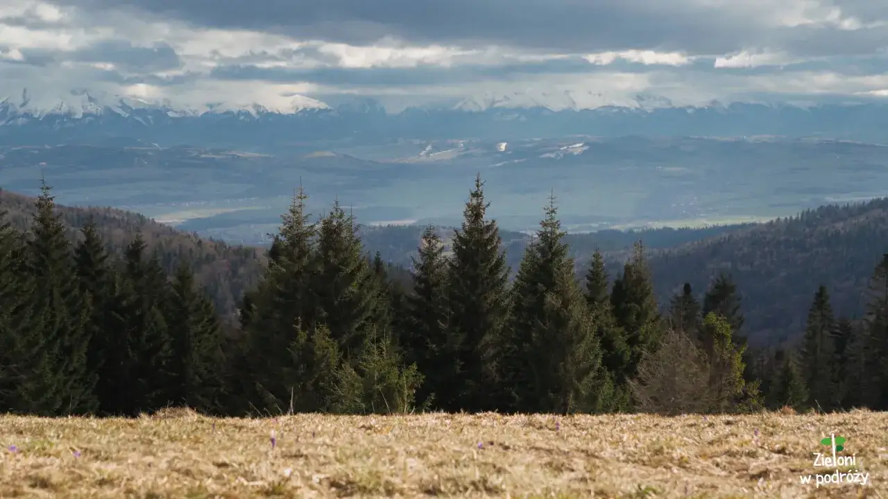 Widok z Obidowej na ośnieżony Turbacz i Tatry. Las świerkowy na pierwszym planie, w oddali dolina i góry.
