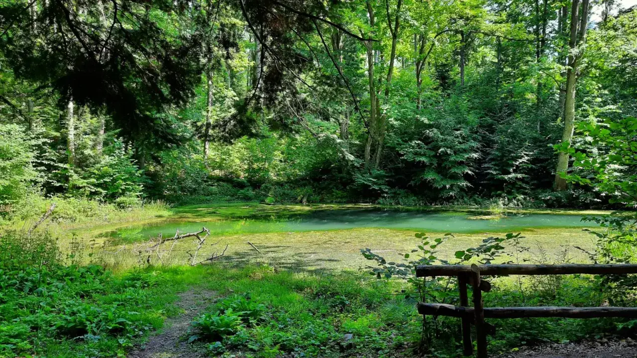 Zielone, zarośnięte wodą bajoro, przypominające beskidzkie Morskie Oko, otoczone gęstym lasem.