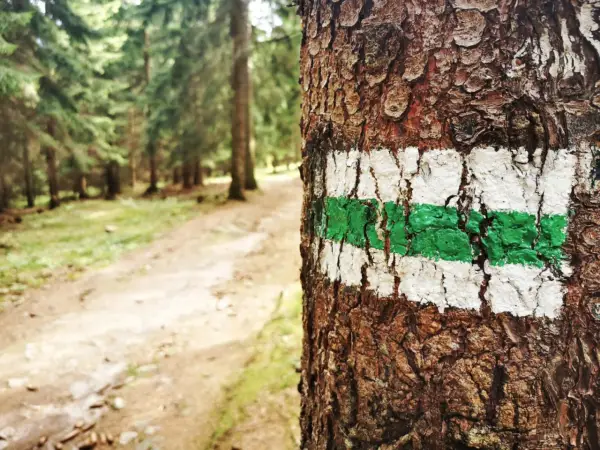 Zielony szlak na drzewie zapowiada trudność szlaków górskich. Leśna ścieżka wzywa do wędrówki.